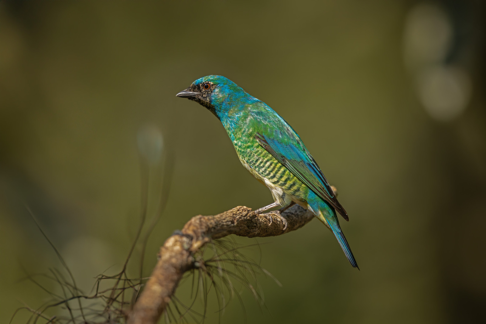 image Swallow Tanager